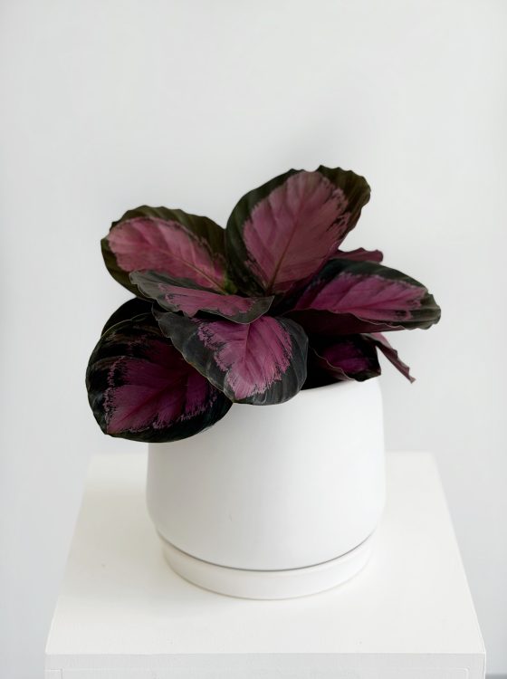 Purple Rose Calathea Plant