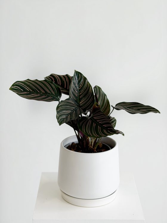 Pinstripe Calathea Plant